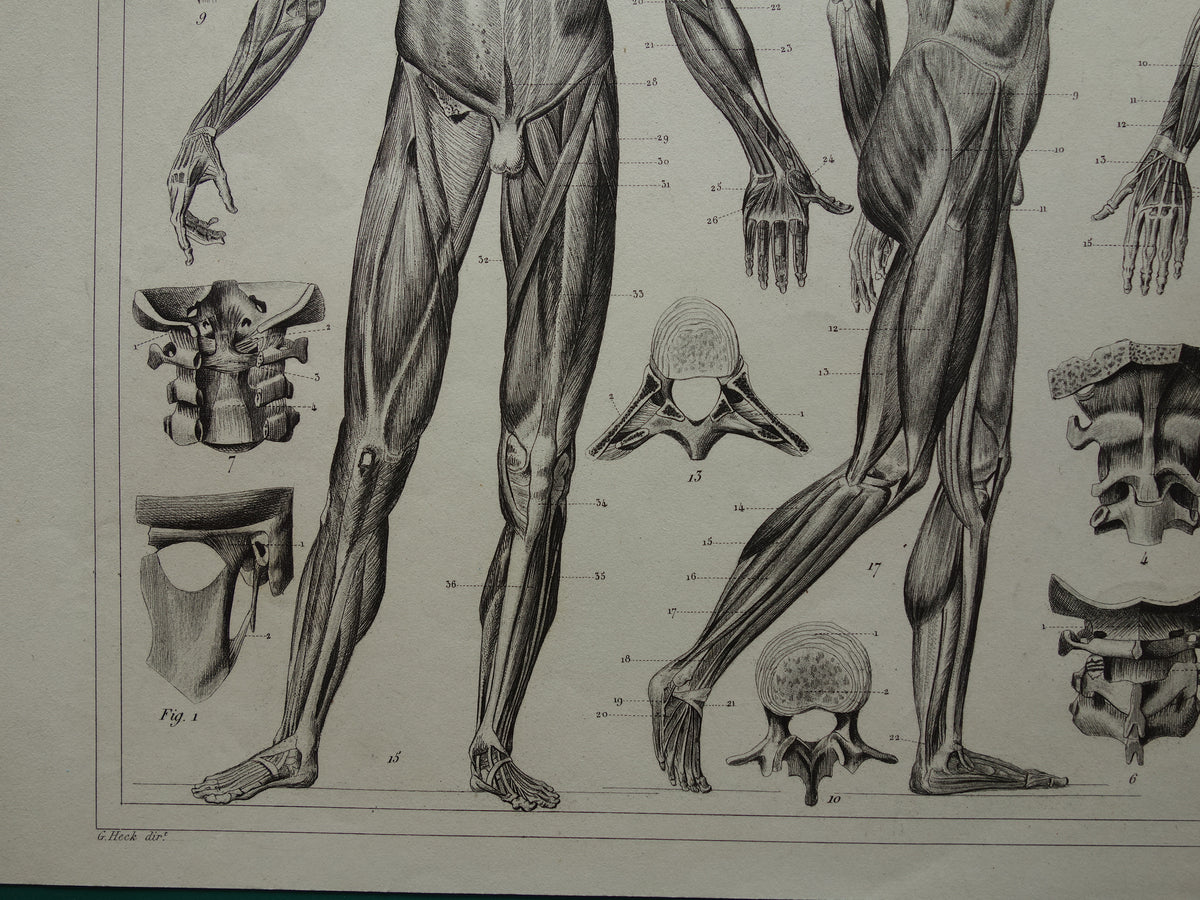 Old Anatomy Print Muscles of Human Original 175+ Year Old Illustration Vintage Anatomical Prints