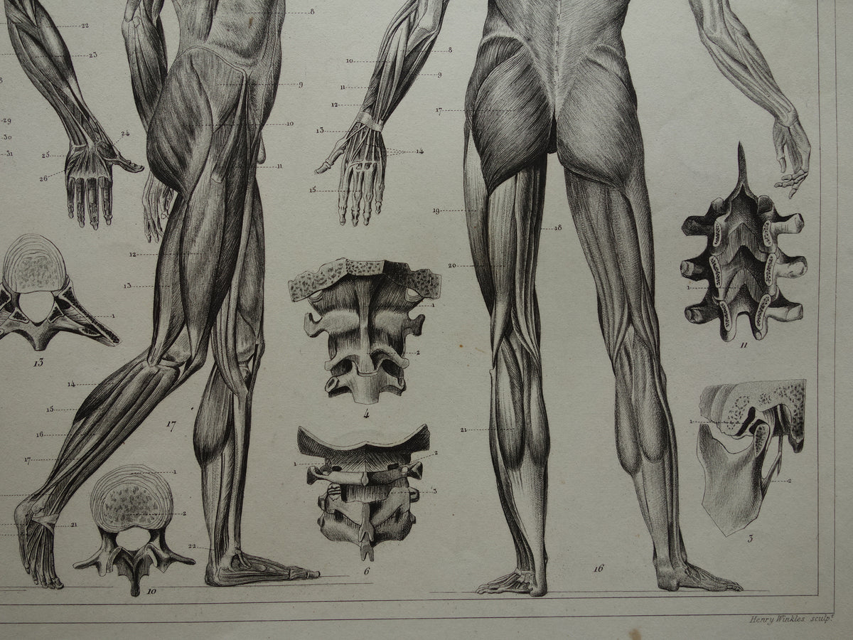 Old Anatomy Print Muscles of Human Original 175+ Year Old Illustration Vintage Anatomical Prints