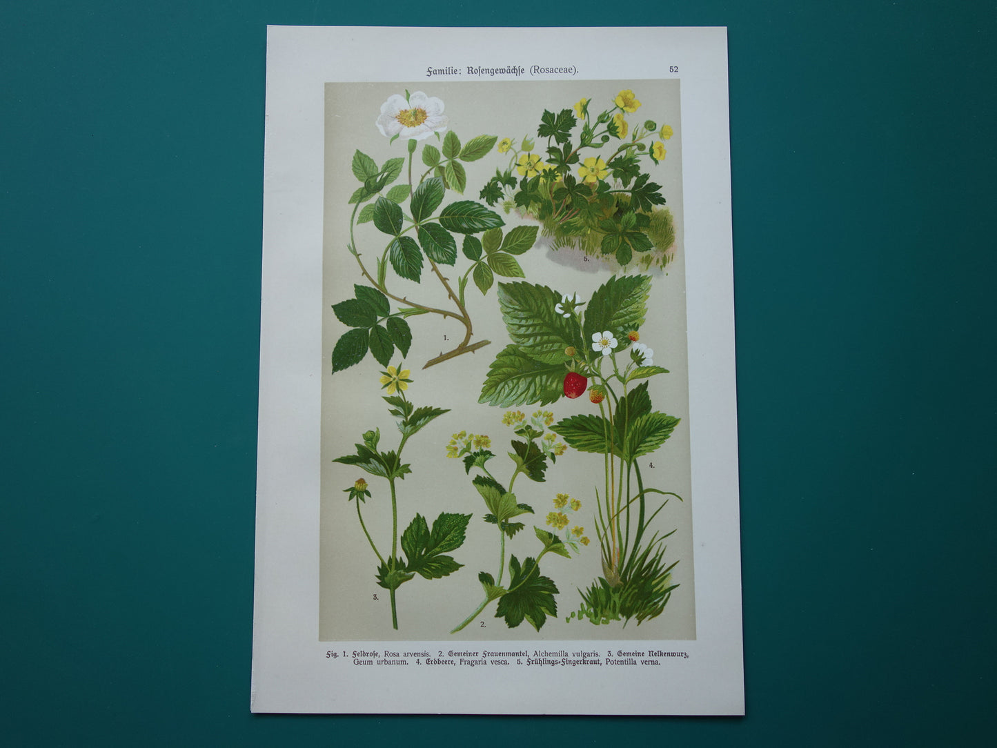 Vintage botanische prent Aardbei 1911 originele oude illustratie Bosroos Rosa Arvensis - antieke planten bloemen prints aardbeienplant