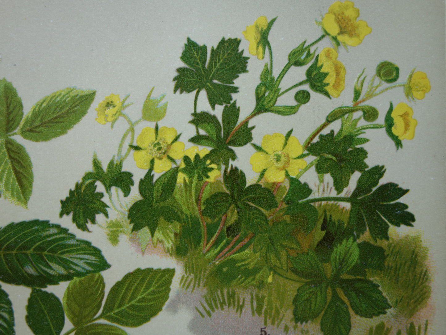 Vintage botanische prent Aardbei 1911 originele oude illustratie Bosroos Rosa Arvensis - antieke planten bloemen prints aardbeienplant