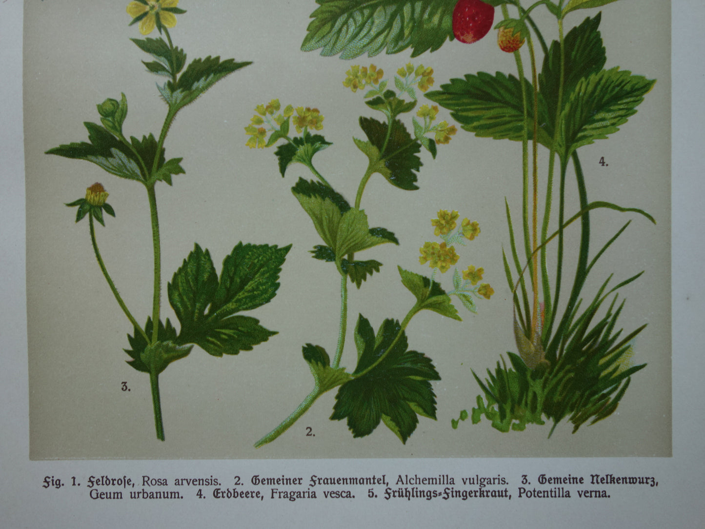 Vintage botanische prent Aardbei 1911 originele oude illustratie Bosroos Rosa Arvensis - antieke planten bloemen prints aardbeienplant