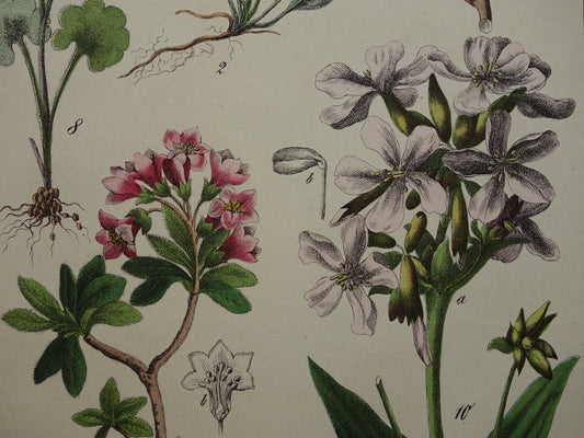 rhododendron llustratie vintage