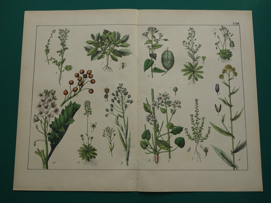 Oude botanische prent uit 1874 originele antieke botanie print