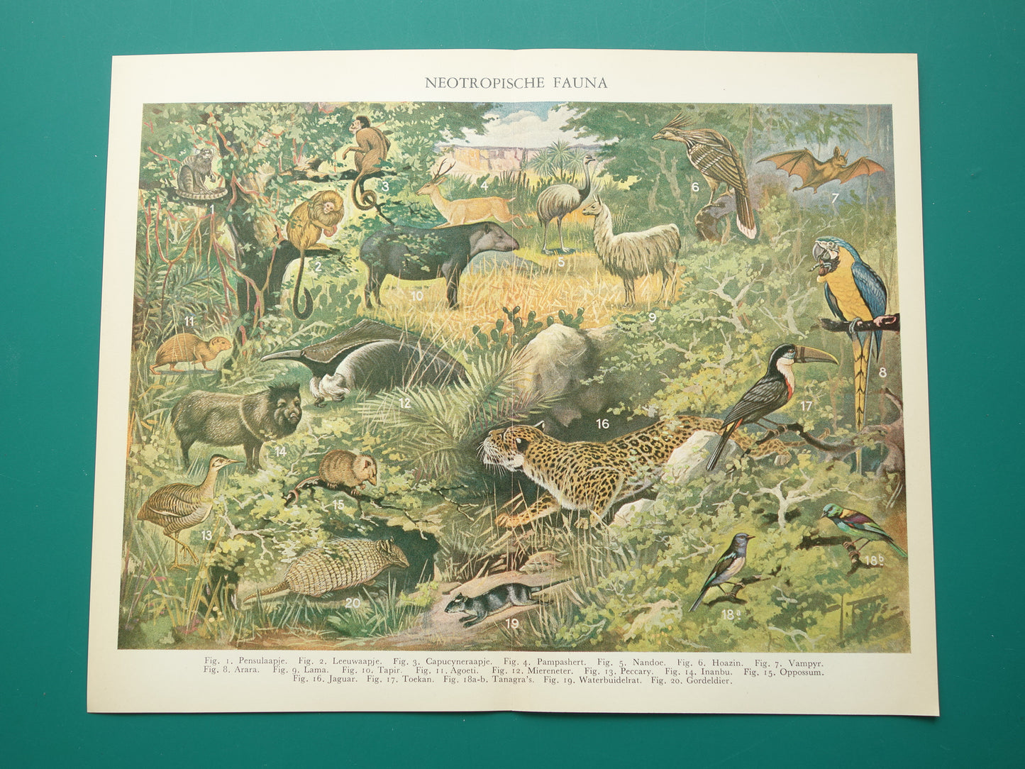 Vintage prent van Jaguar Miereneter Toekan 1936 originele oude dieren illustratie Neotropische Fauna