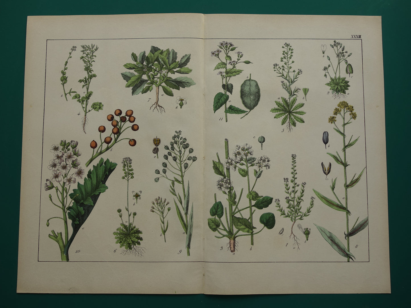 Oude botanische prent uit 1874 originele antieke botanie print