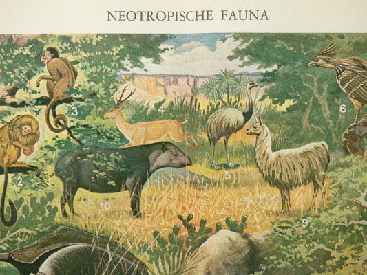 Vintage prent van Jaguar Miereneter Toekan 1936 originele oude dieren illustratie Neotropische Fauna