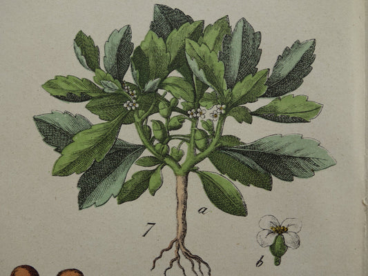 Oude botanische prent uit 1874 originele antieke botanie print