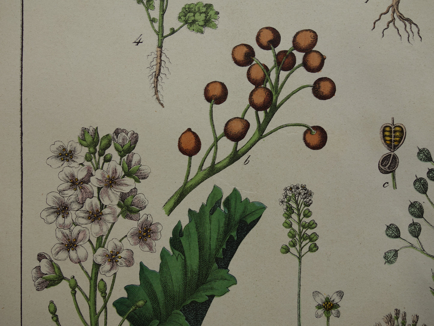 Oude botanische prent uit 1874 originele antieke botanie print