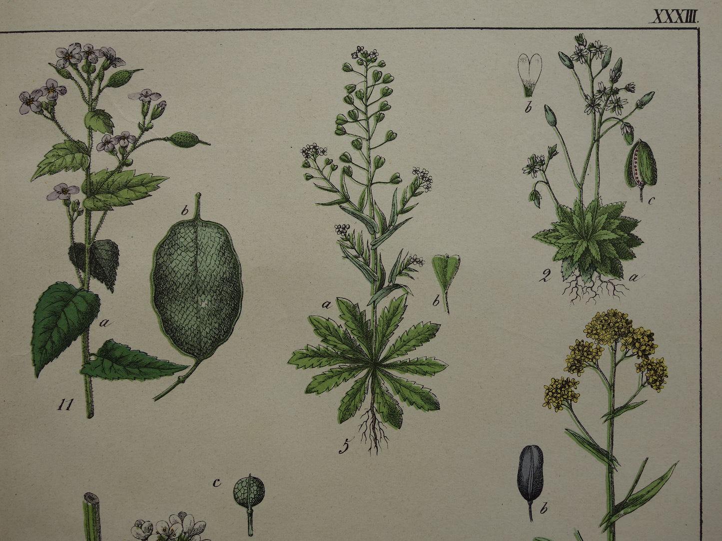Oude botanische prent uit 1874 originele antieke botanie print