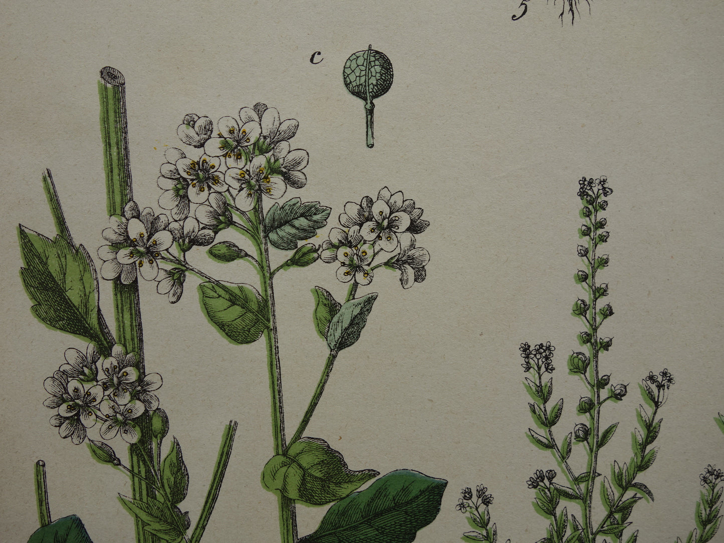 Oude botanische prent uit 1874 originele antieke botanie print