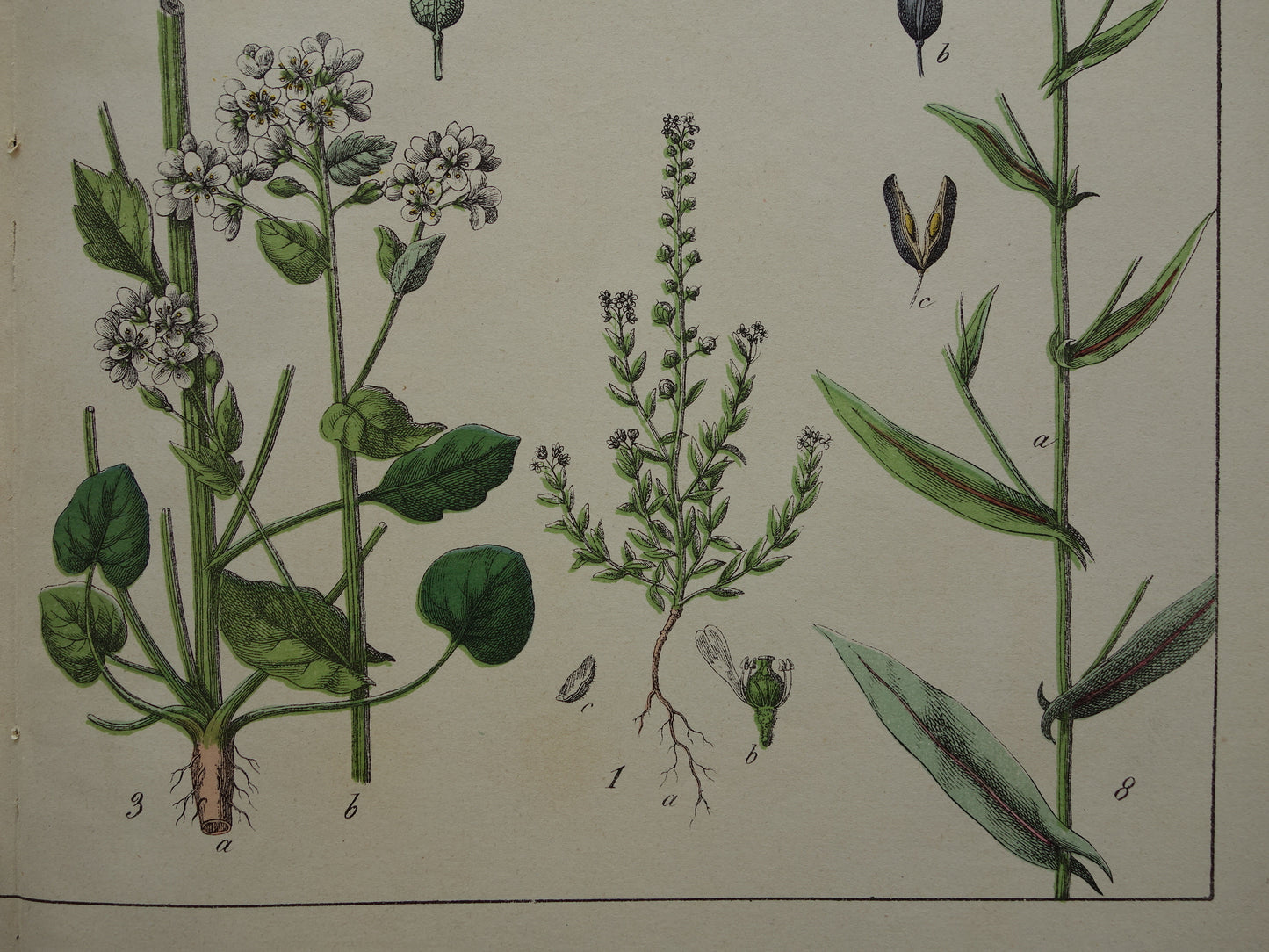 Oude botanische prent uit 1874 originele antieke botanie print