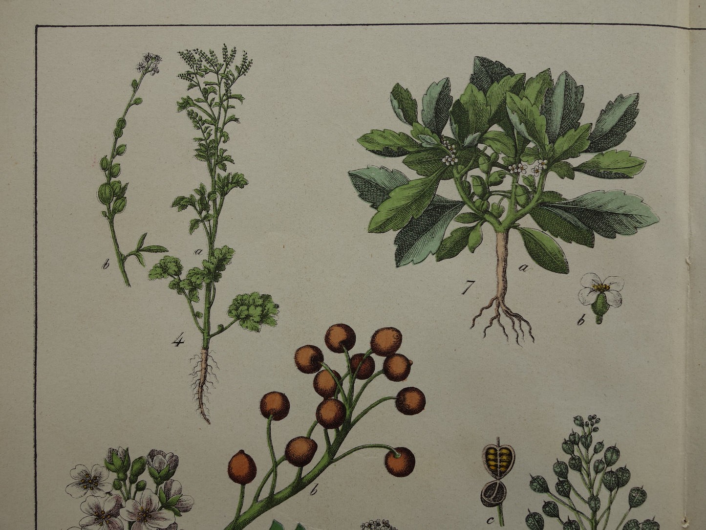 Oude botanische prent uit 1874 originele antieke botanie print