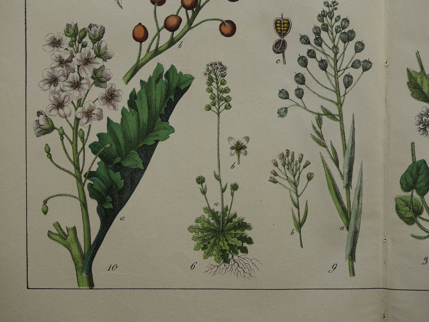 Oude botanische prent uit 1874 originele antieke botanie print