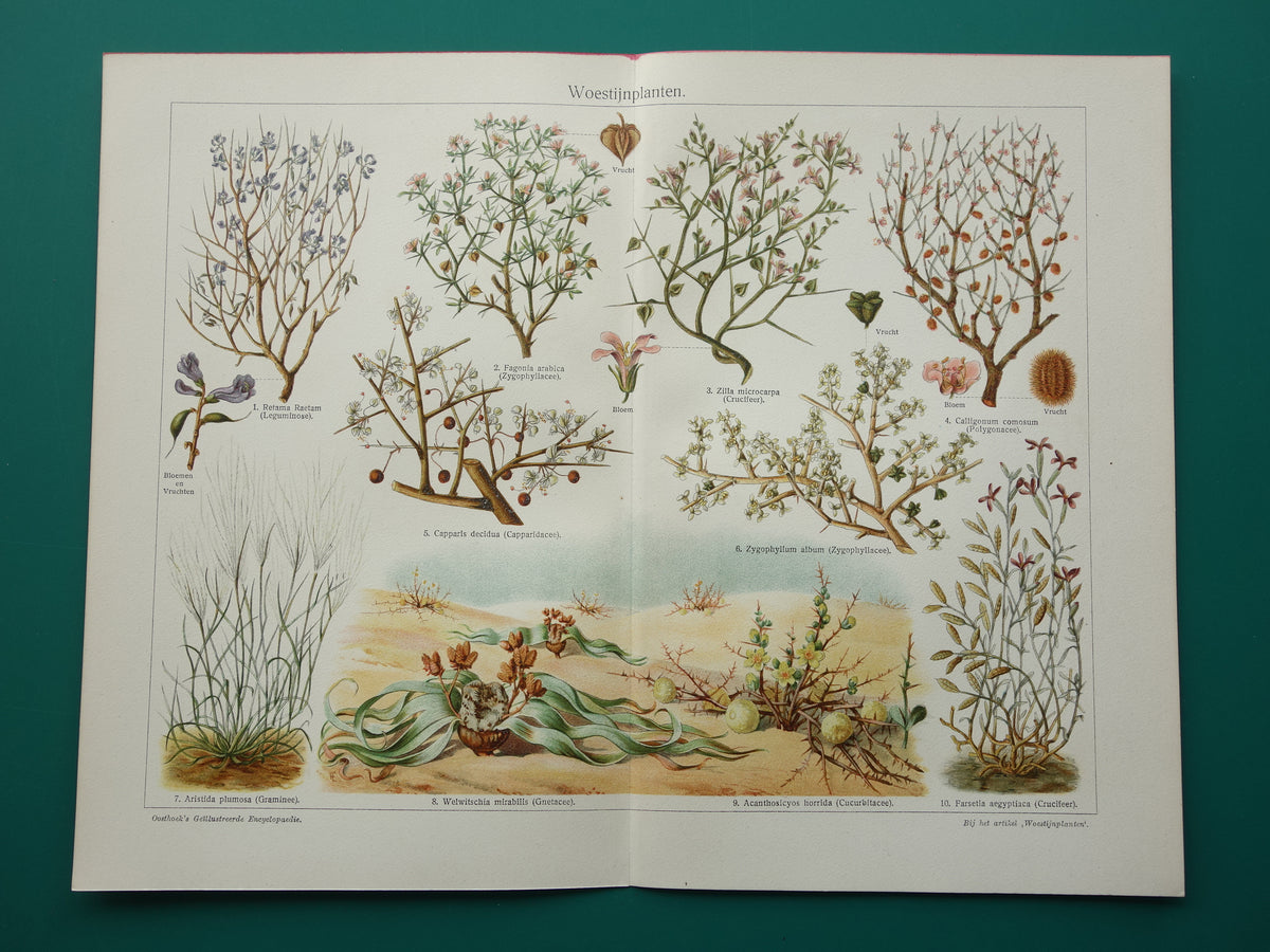 DESERT PLANTS old botanical print from 1932 original vintage illustration plants from the desert