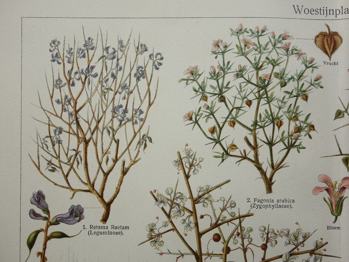 DESERT PLANTS old botanical print from 1932 original vintage illustration plants from the desert