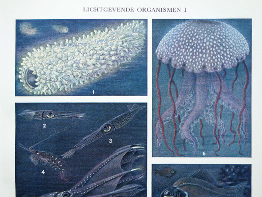 Oude prent van lichtgevende organismen 1936 originele vintage illustratie Bioluminescentie