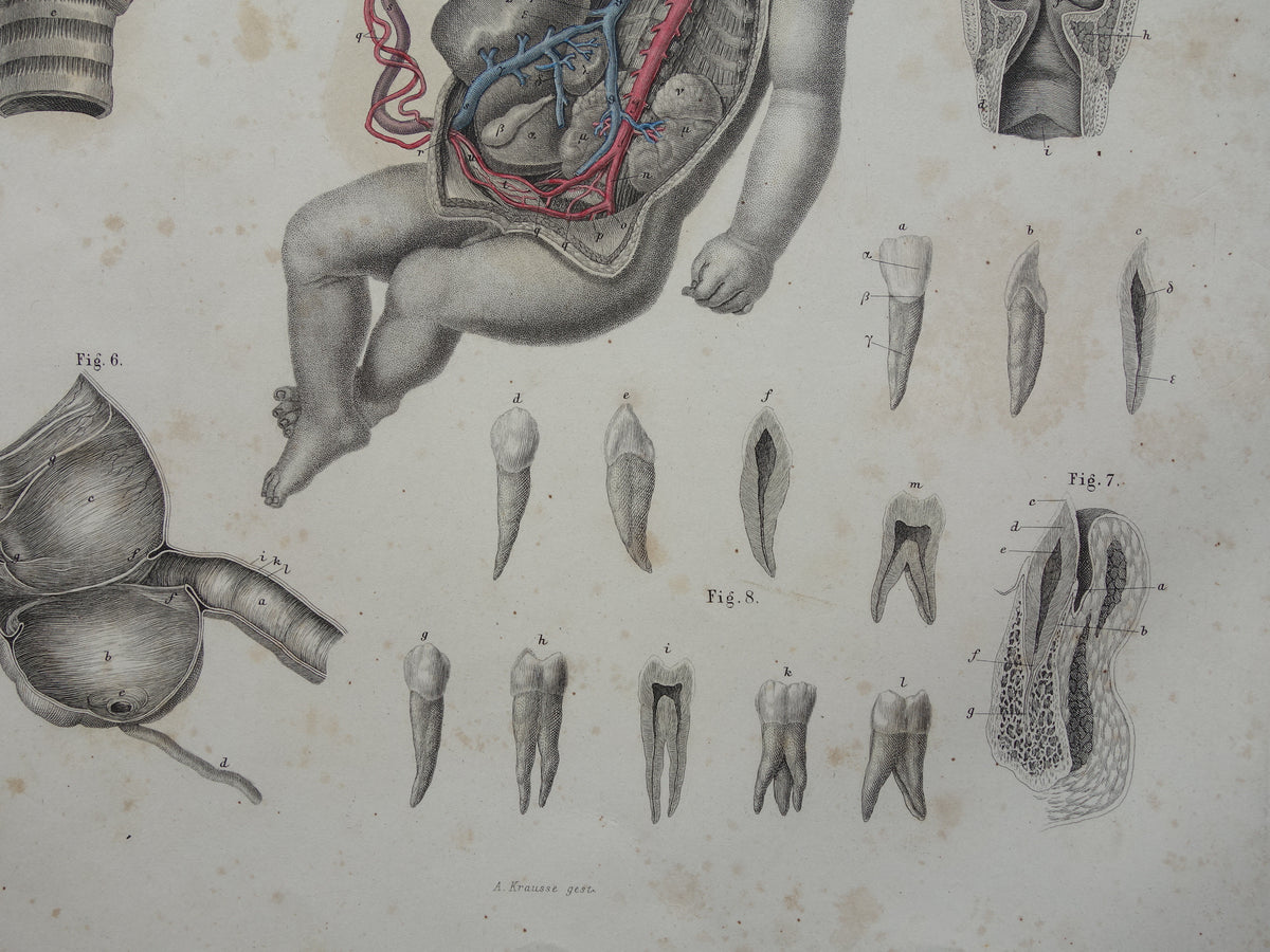 Oude anatomie print over foetale bloedsomloop 1871 Antieke prent tanden en kiezen Vintage anatomische illustratie