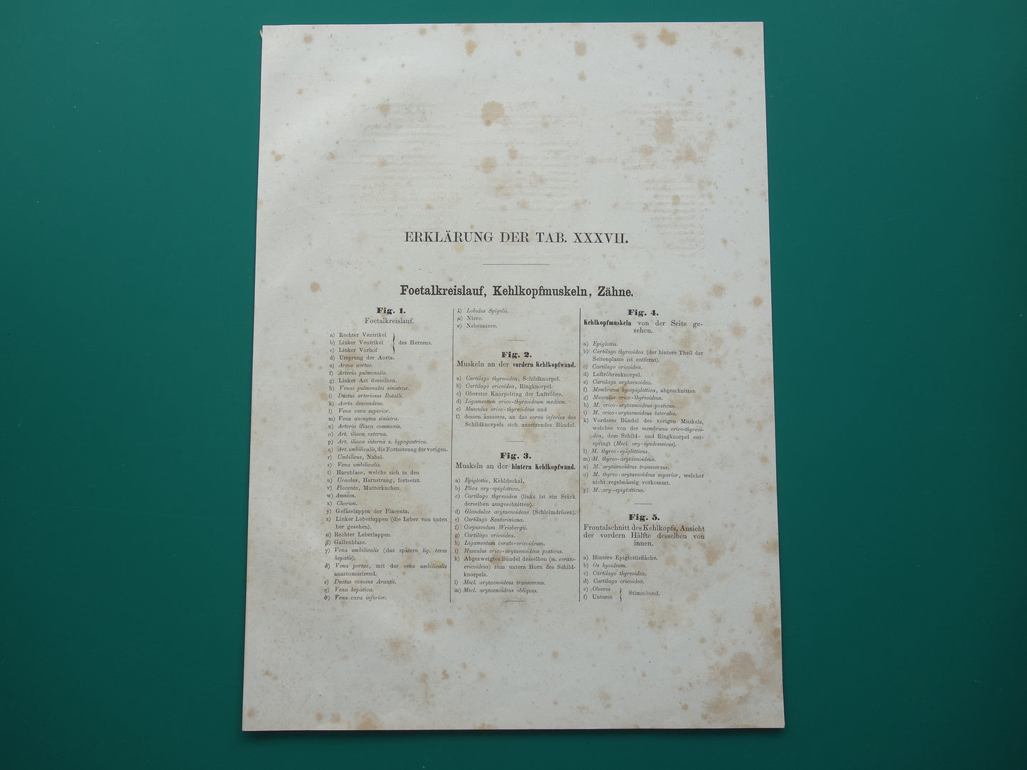 Oude anatomie print over foetale bloedsomloop 1871 Antieke prent tanden en kiezen Vintage anatomische illustratie