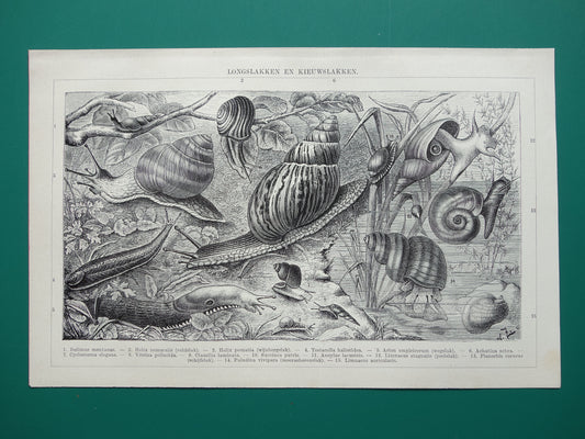 SLAKKEN Oude prent uit 1932 Nederlandse originele vintage Longslakken Kieuwslakken illustratie vintage print slak insekten
