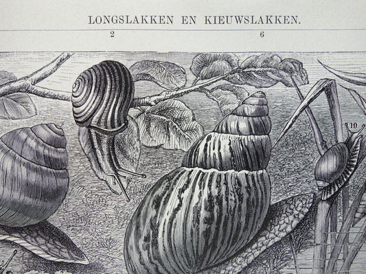 SLAKKEN Oude prent uit 1932 Nederlandse originele vintage Longslakken Kieuwslakken illustratie vintage print slak insekten