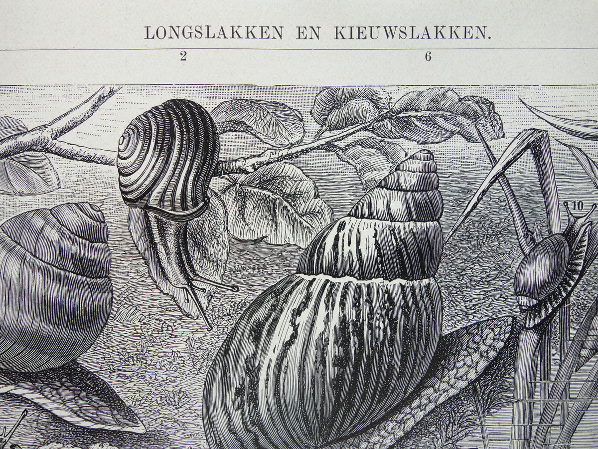 SNAILS Old print from 1932 Dutch original vintage Long Snails Gilled Snails illustration vintage print snail insect
