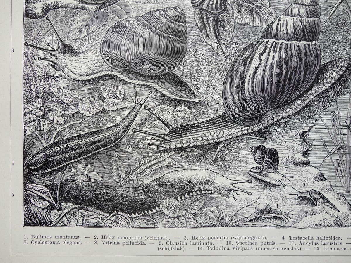 SNAILS Old print from 1932 Dutch original vintage Long Snails Gilled Snails illustration vintage print snail insect