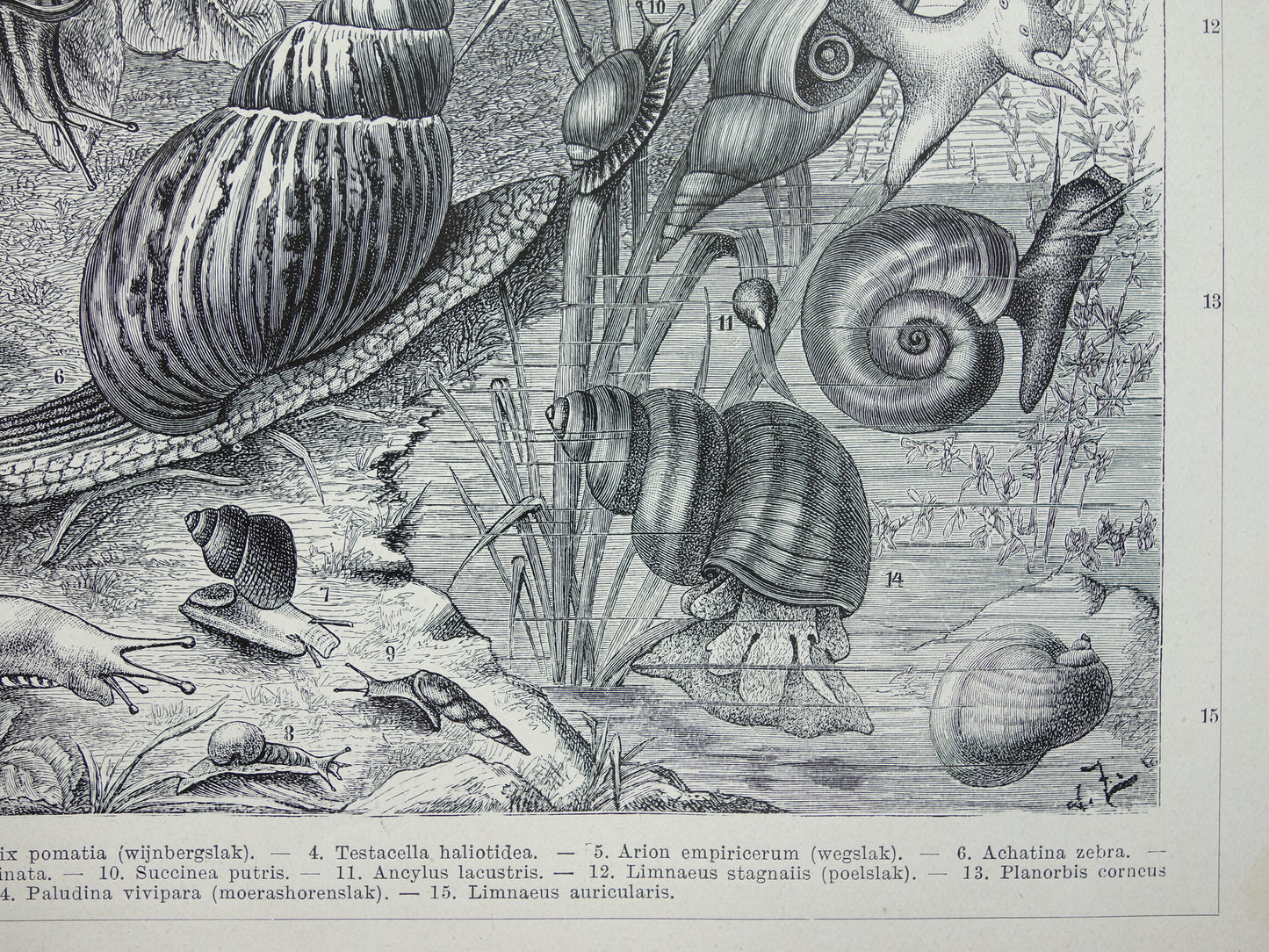 SLAKKEN Oude prent uit 1932 Nederlandse originele vintage Longslakken Kieuwslakken illustratie vintage print slak insekten