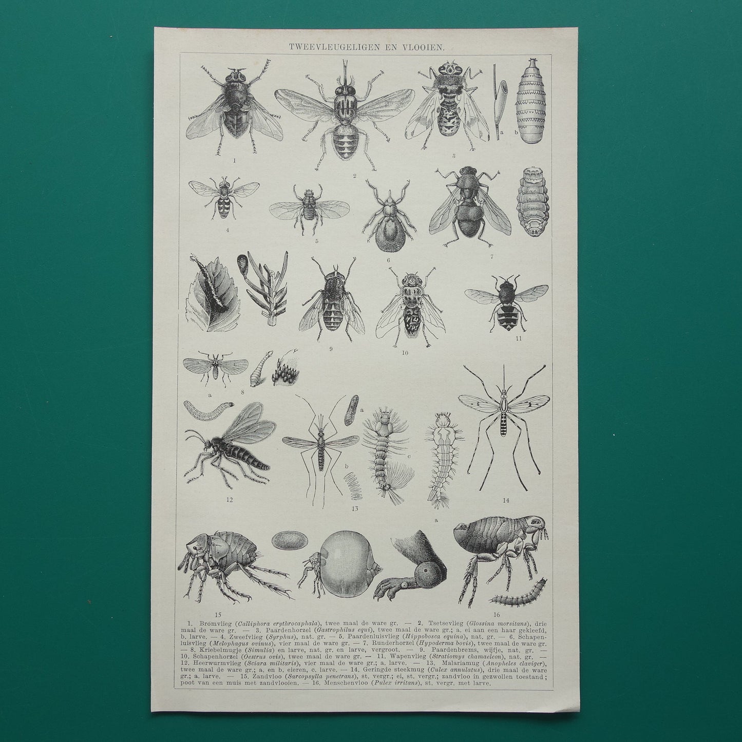 VLIEGEN MUGGEN Oude prent uit 1932 Nederlandse originele vintage Vlieg Mug Horzel illustratie vintage print insekten