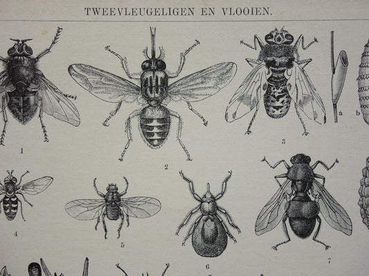 vliegen en horzels vintage illustratie