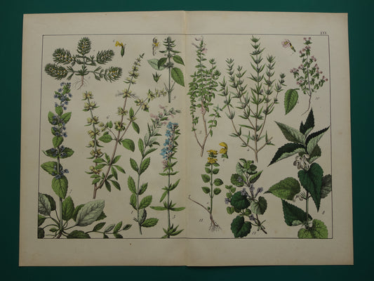 Vintage Botanische Prent uit 1874 Prachtige Antieke Bloemen Illustratie - Originele 150 jaar oude print
