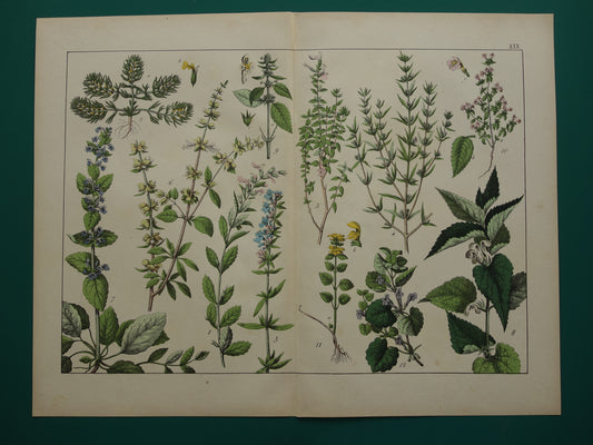 Vintage Botanische Prent uit 1874 Prachtige Antieke Bloemen Illustratie - Originele 150 jaar oude print
