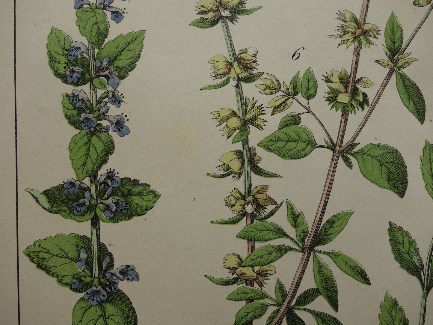 Vintage Botanische Prent uit 1874 Prachtige Antieke Bloemen Illustratie - Originele 150 jaar oude print