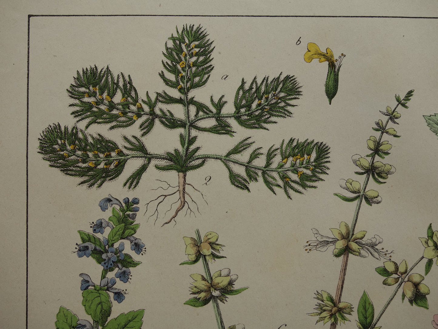 Vintage Botanische Prent uit 1874 Prachtige Antieke Bloemen Illustratie - Originele 150 jaar oude print