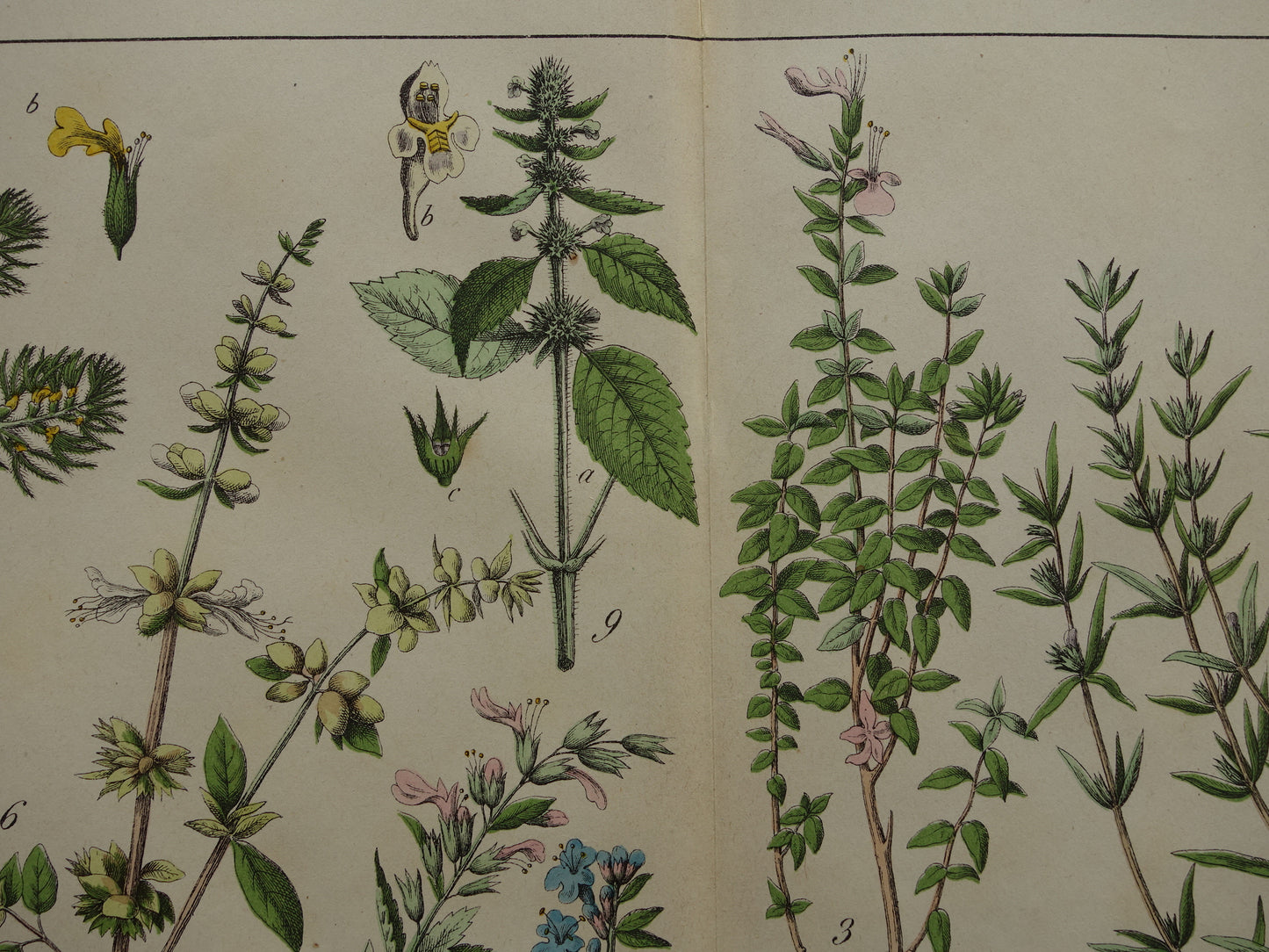 Vintage Botanische Prent uit 1874 Prachtige Antieke Bloemen Illustratie - Originele 150 jaar oude print