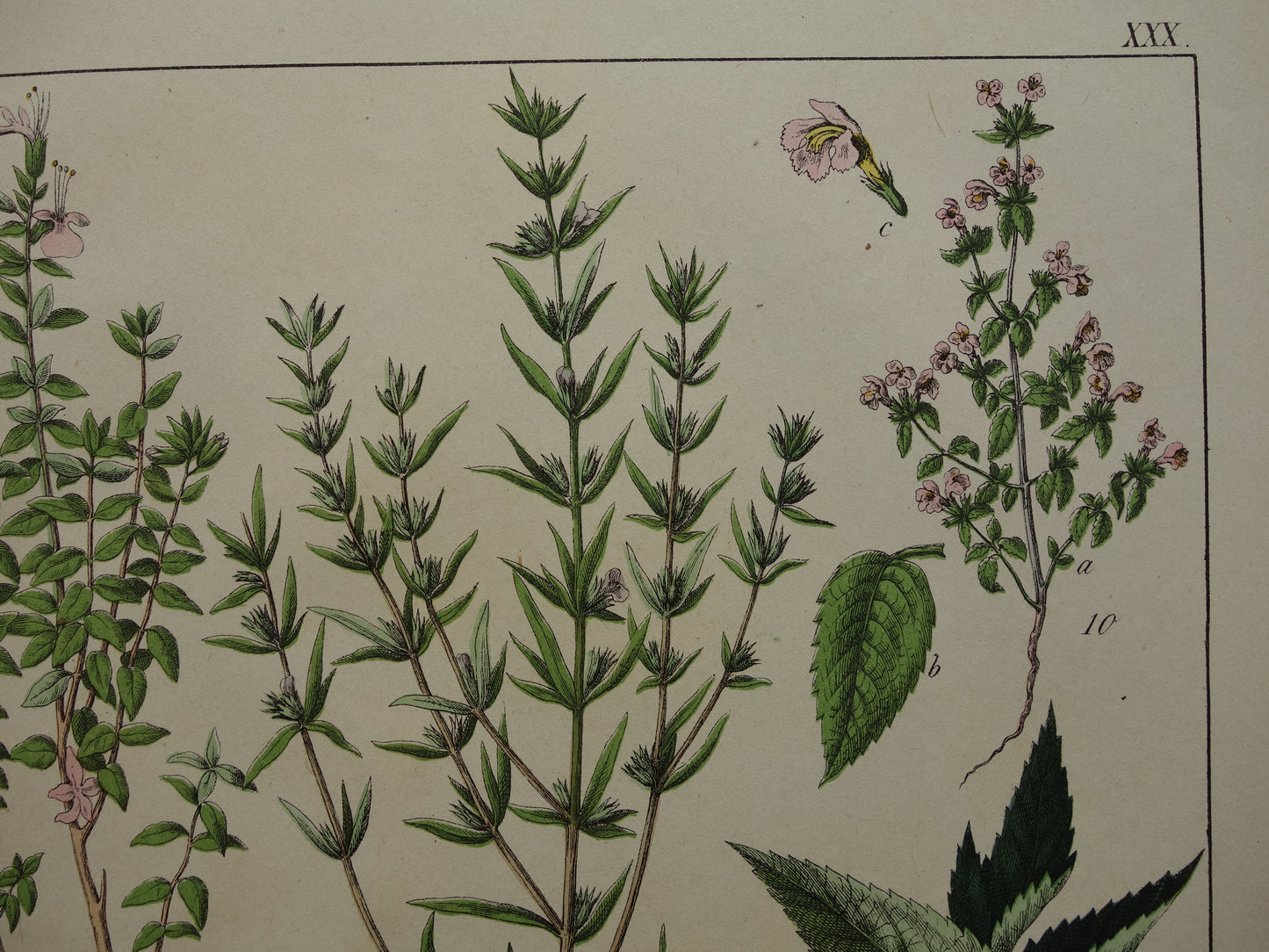 Vintage Botanische Prent uit 1874 Prachtige Antieke Bloemen Illustratie - Originele 150 jaar oude print