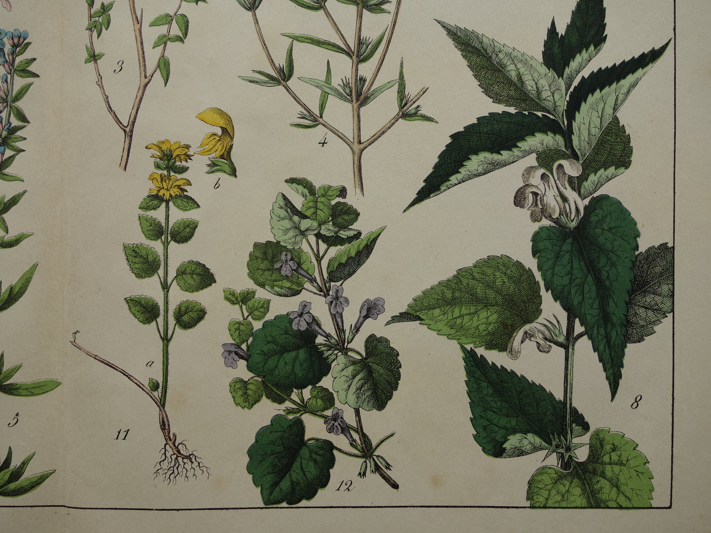 Vintage Botanische Prent uit 1874 Prachtige Antieke Bloemen Illustratie - Originele 150 jaar oude print