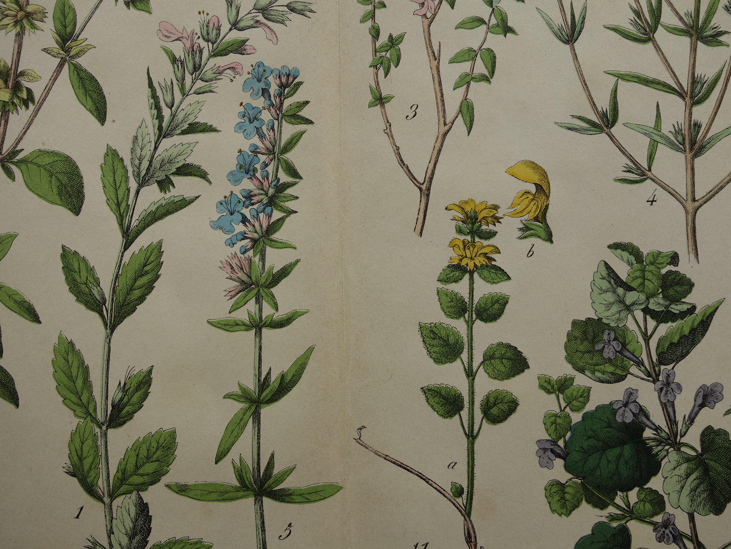 Vintage Botanische Prent uit 1874 Prachtige Antieke Bloemen Illustratie - Originele 150 jaar oude print