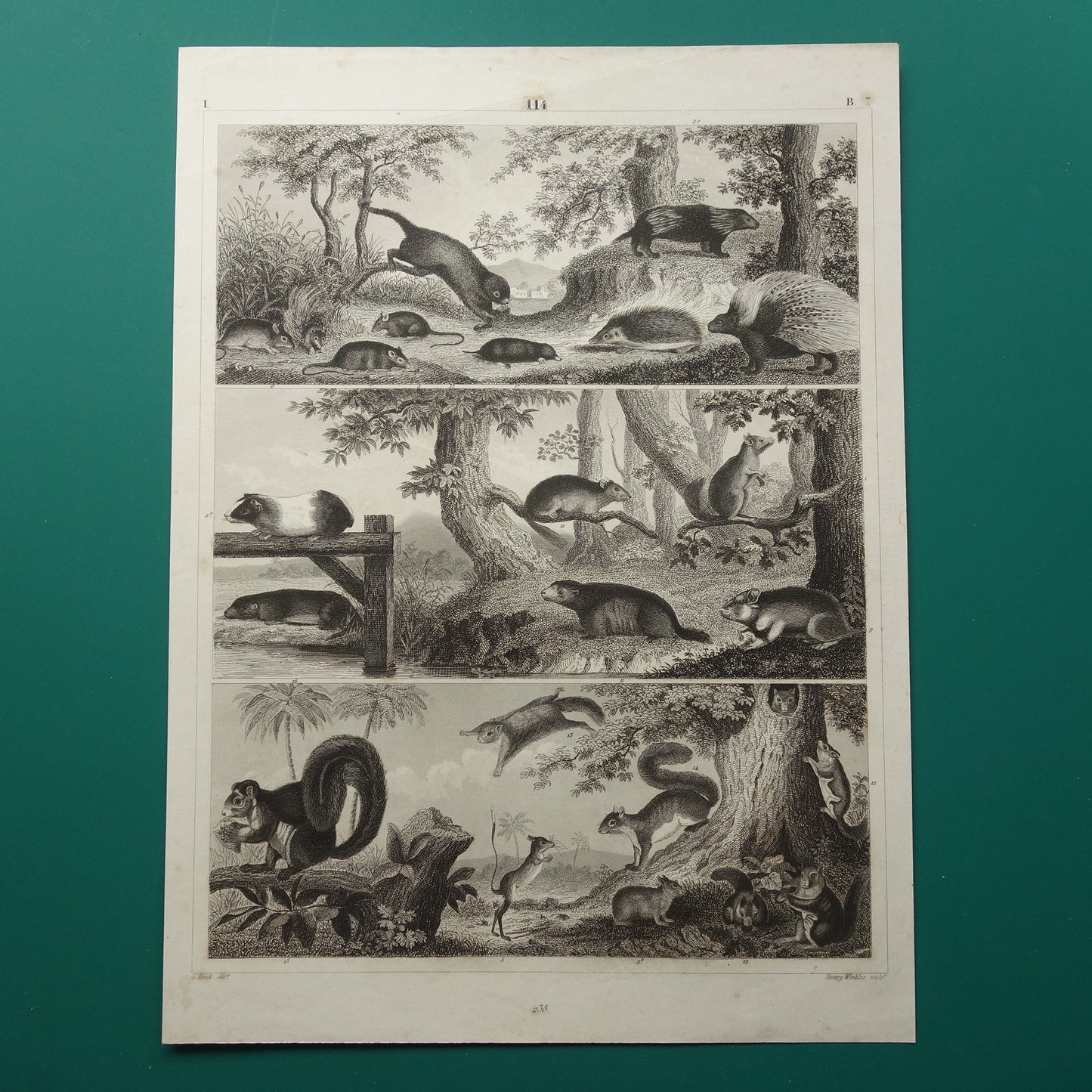 knaagdieren illustratie vintage