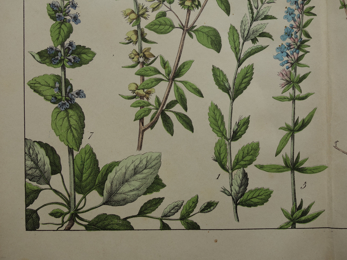 Vintage Botanische Prent uit 1874 Prachtige Antieke Bloemen Illustratie - Originele 150 jaar oude print