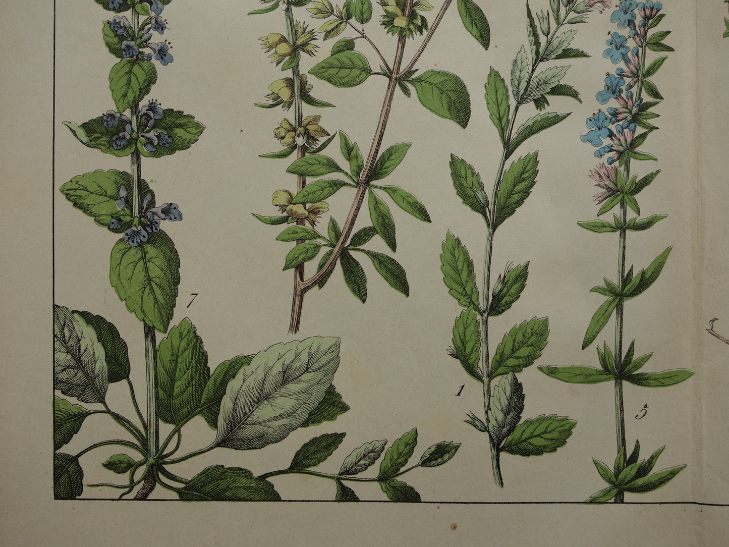 Vintage Botanische Prent uit 1874 Prachtige Antieke Bloemen Illustratie - Originele 150 jaar oude print