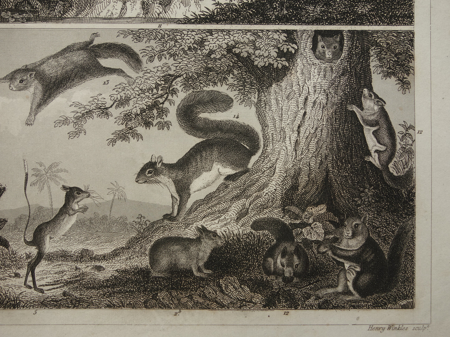 eekhoorn vintage print
