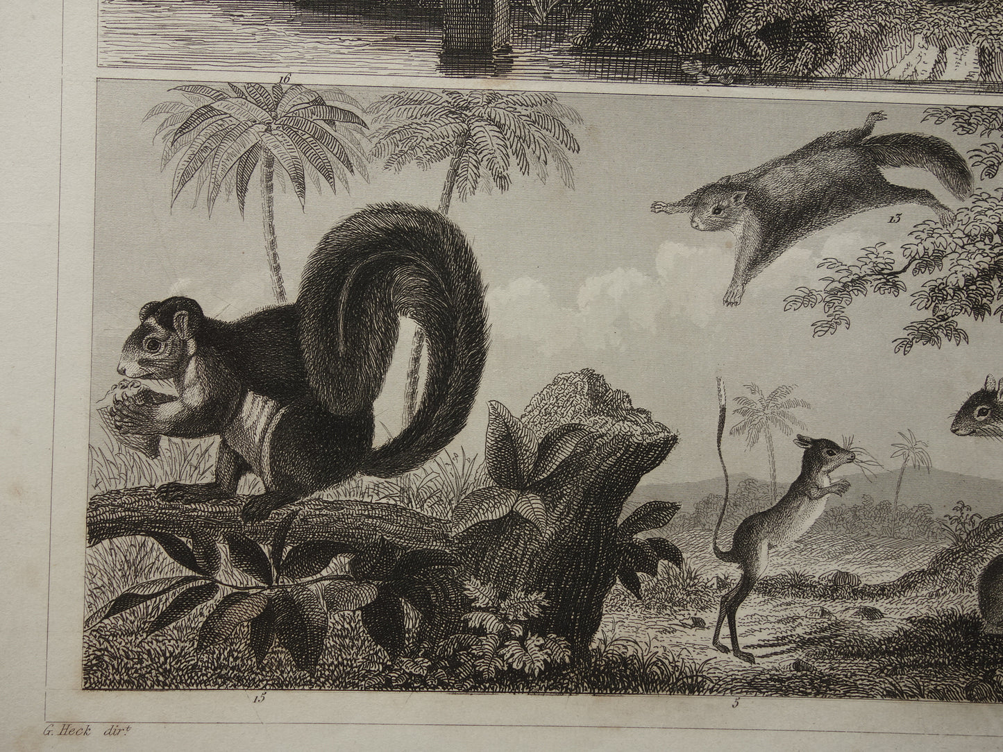 Antieke Prent van Knaagdieren Originele 175+ jaar oude illustratie Muizen Eekhoorn Marmot Rat vintage print