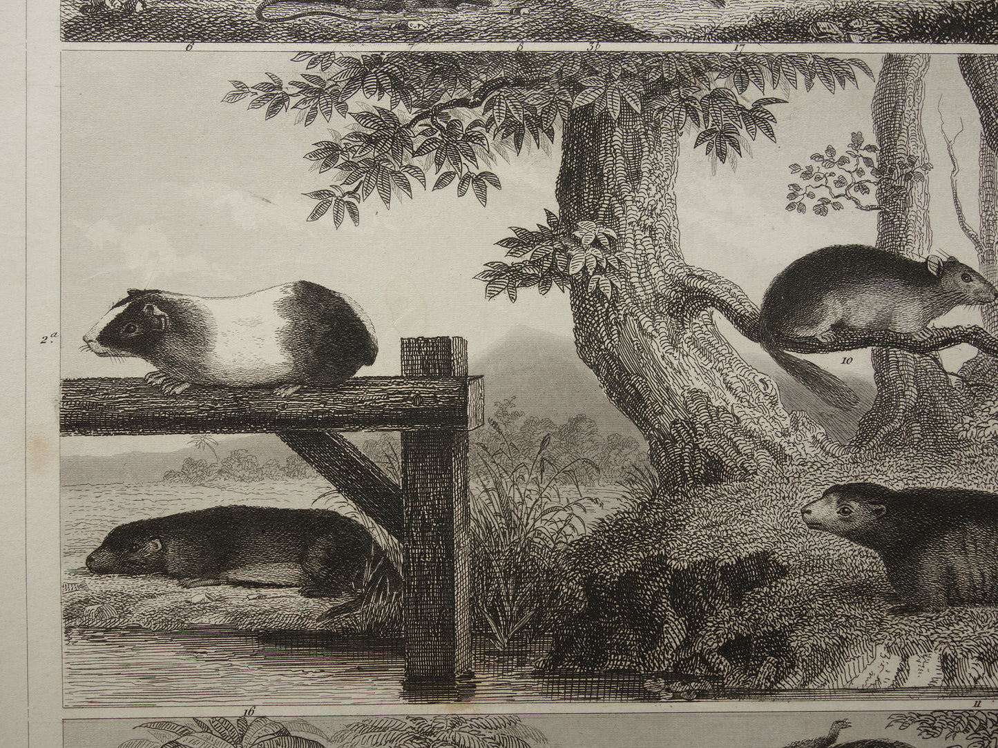 Antieke Prent van Knaagdieren Originele 175+ jaar oude illustratie Muizen Eekhoorn Marmot Rat vintage print