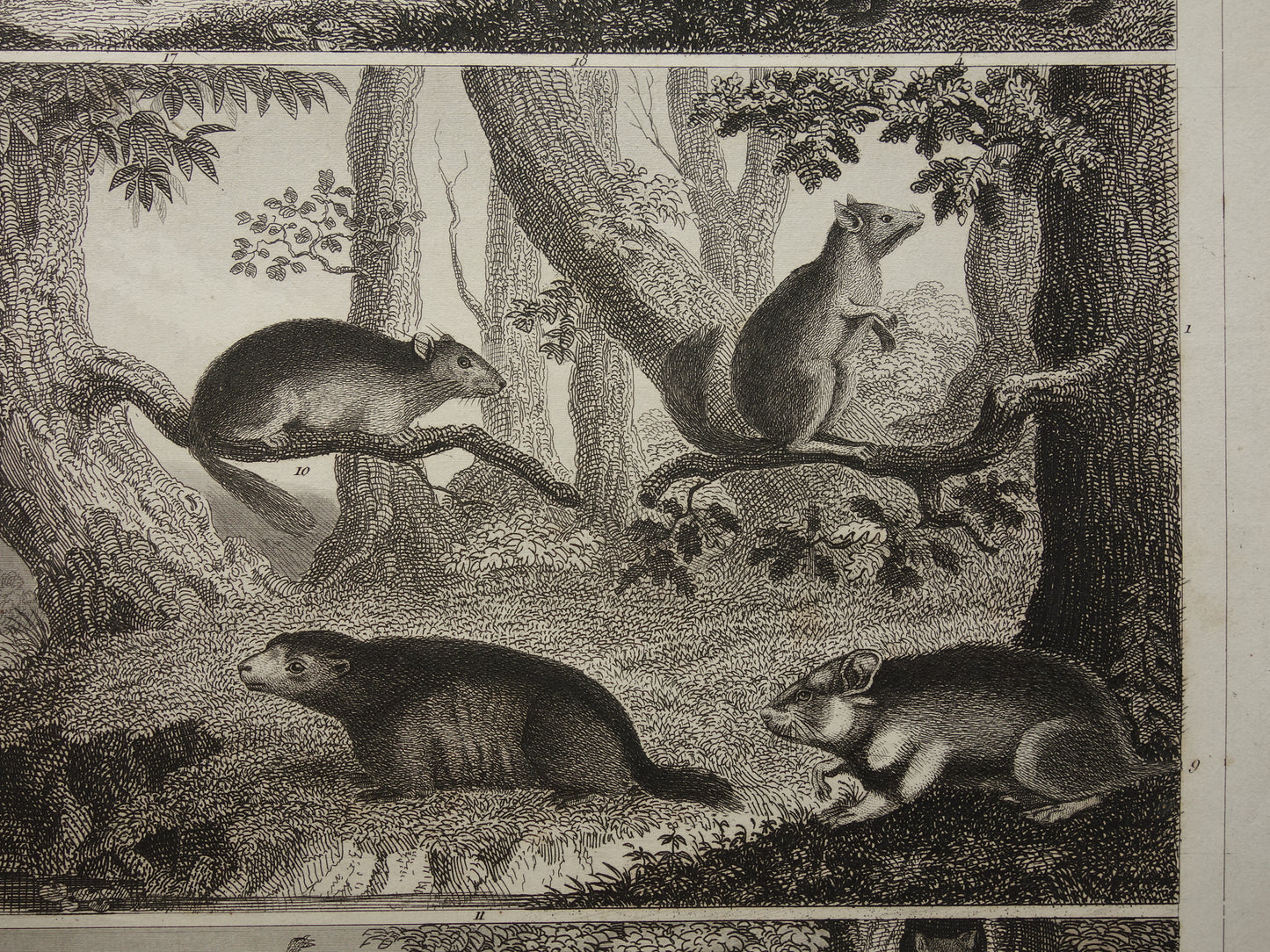 Antieke Prent van Knaagdieren Originele 175+ jaar oude illustratie Muizen Eekhoorn Marmot Rat vintage print