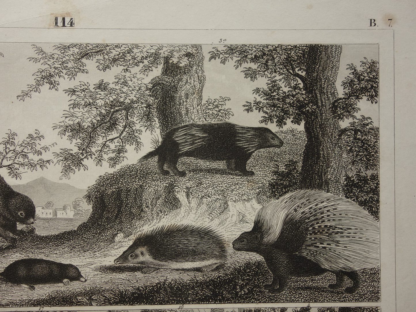 Antieke Prent van Knaagdieren Originele 175+ jaar oude illustratie Muizen Eekhoorn Marmot Rat vintage print