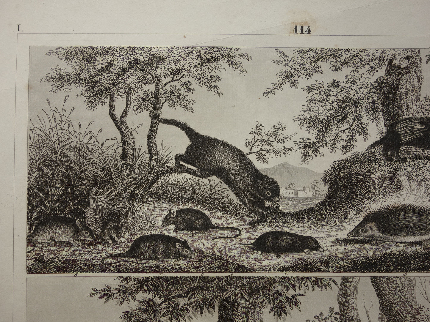 Antieke Prent van Knaagdieren Originele 175+ jaar oude illustratie Muizen Eekhoorn Marmot Rat vintage print