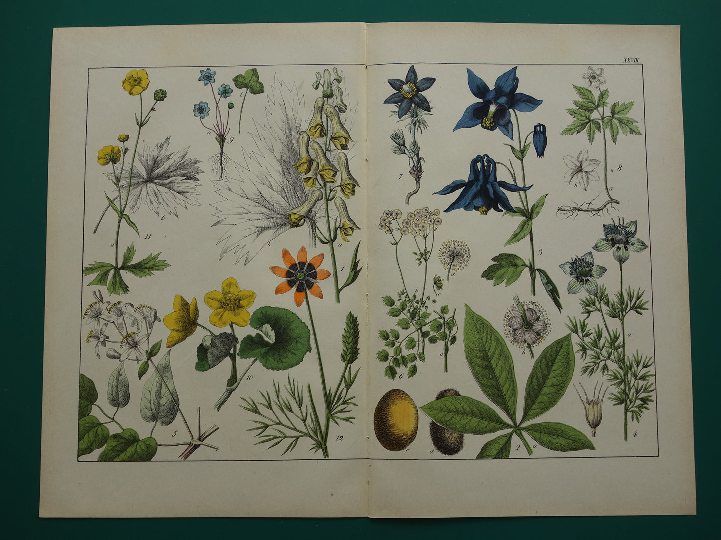 150+ Jaar Oude Botanische Prent Prachtige Antieke Illustratie - Originele Vintage Bloemen Print