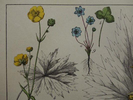 Über 150 Jahre alter botanischer Druck. Wunderschöne antike Illustration – Originaler Vintage-Blumendruck