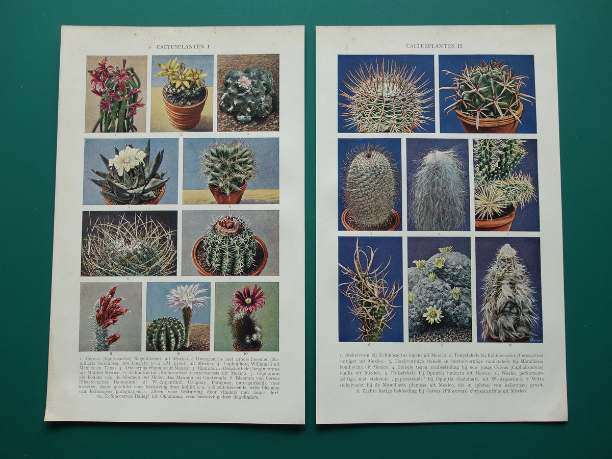 CACTUS oude prenten van Cactussen uit het jaar 1933 - originele vintage illustratie - set van 2 Nederlandse prints jaren '30