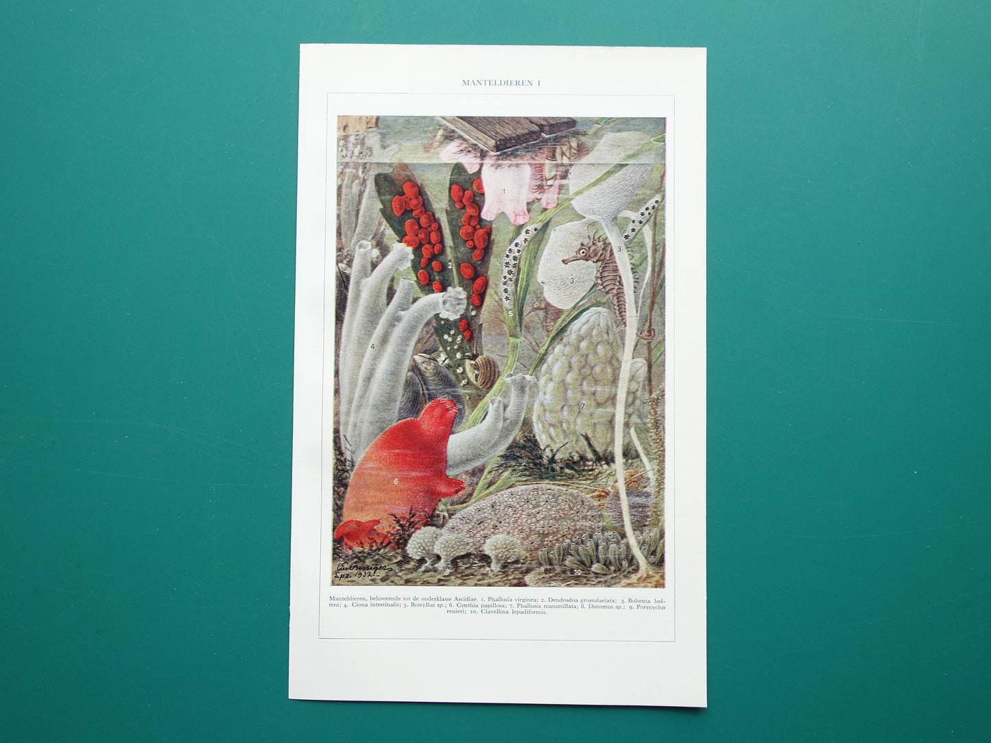 MANTELDIEREN Oude prent van manteldier 1936 originele vintage illustratie